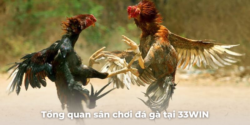 Tổng quan sân chơi đá gà tại 33WIN mới nhất và hấp dẫn nhất